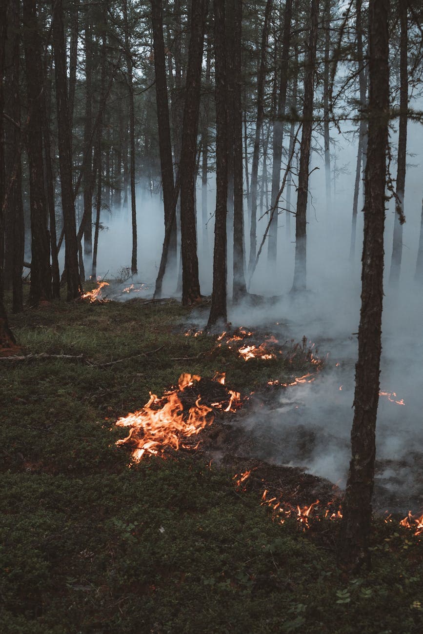 How to Prepare Your Home for Wildfire Season